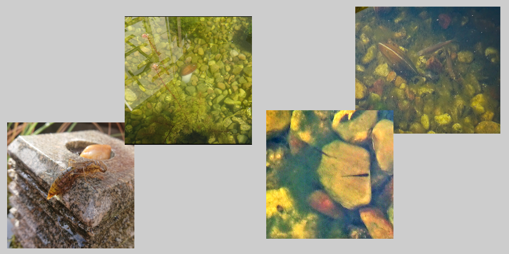 Getier im Teich